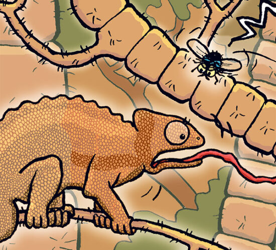 Chamäleon und Fliege