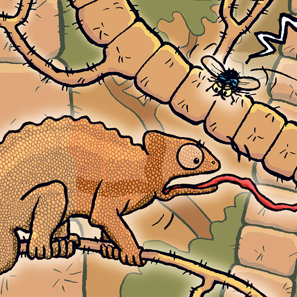 Chamäleon und Fliege