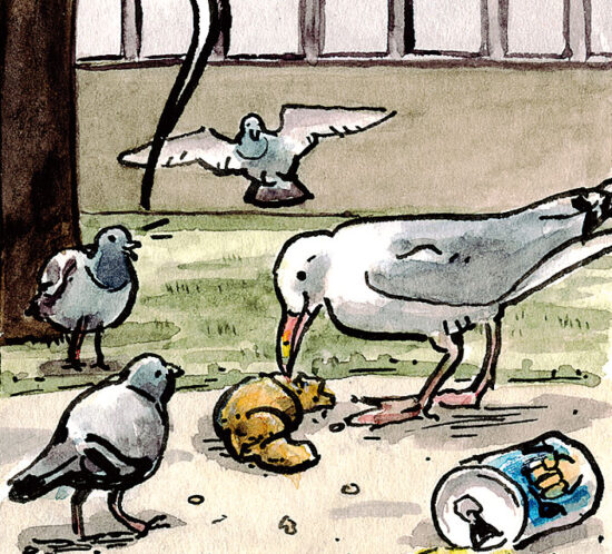 Möwen Fressen Croissant