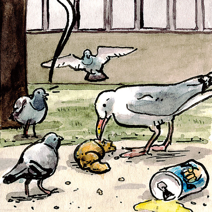 Möwen Fressen Croissant