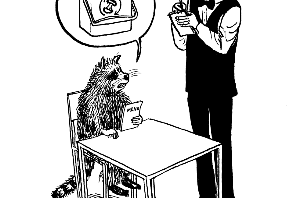 Waschbär im Restaurant