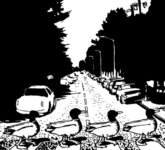 ducks on abbey road