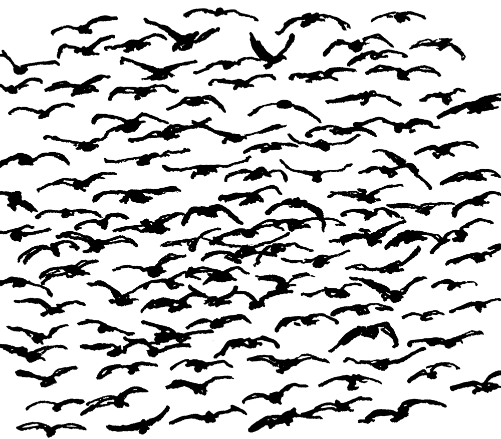Vogelschwarm
