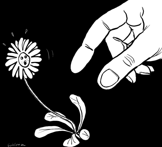 Das Gänseblümchen hat Angst.