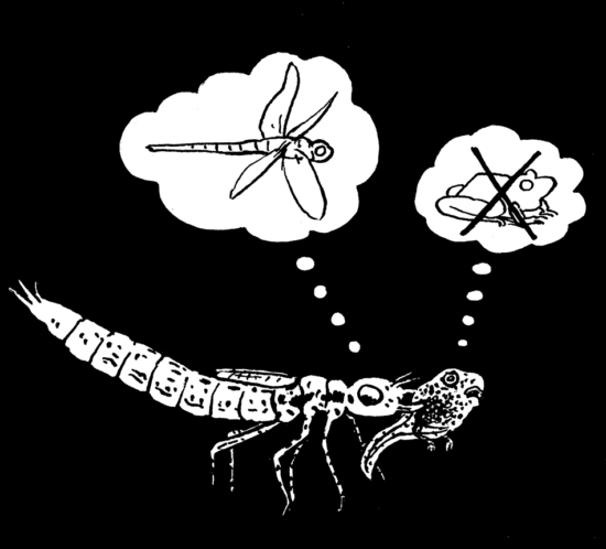 Libellenlarve vs. Kaulquappe