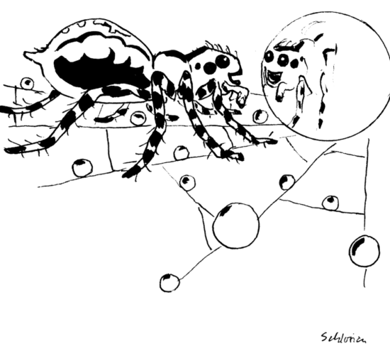 schöne Spinne vor Morgentau