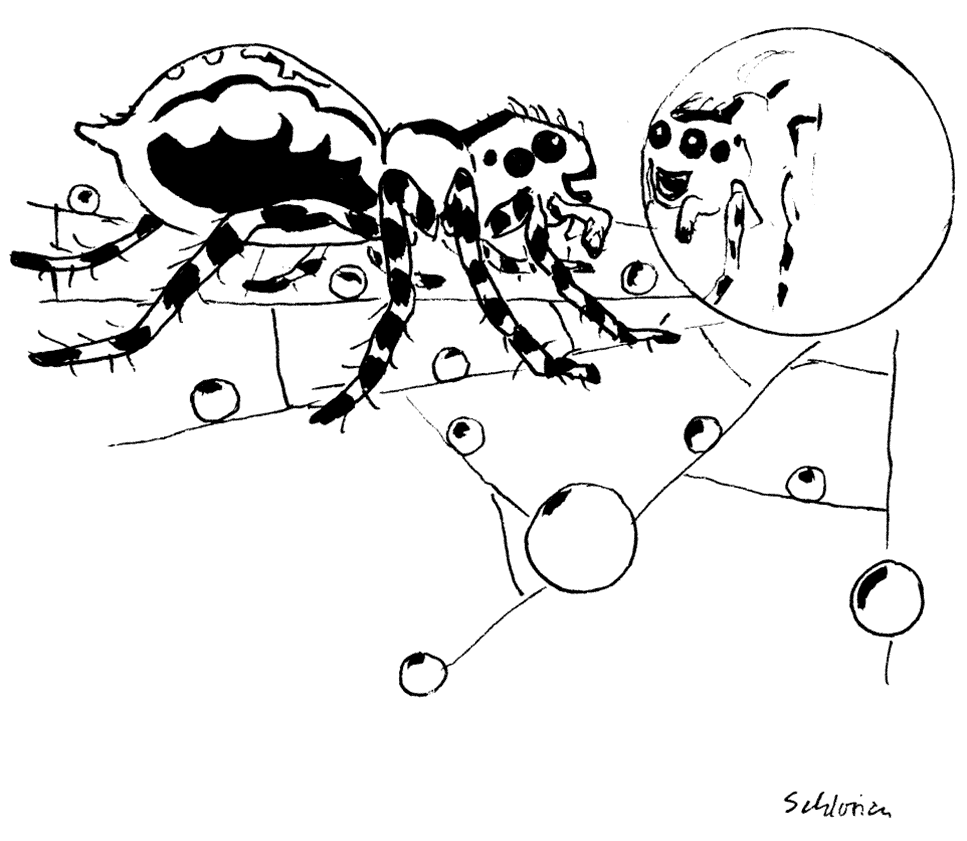 schöne Spinne vor Morgentau