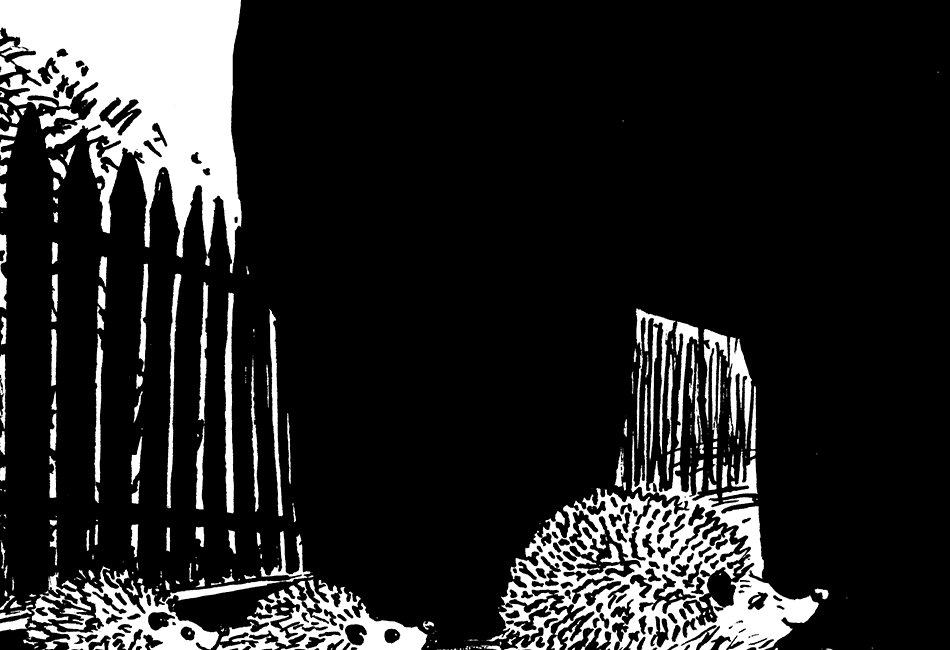 Igelfamilie überquert Strasse