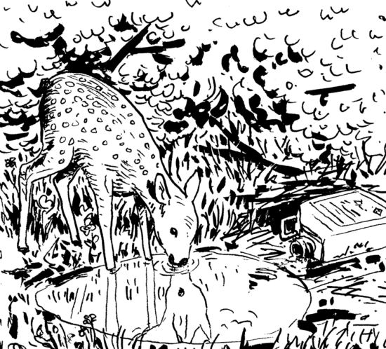 Rehkitz trinkt im Wald.