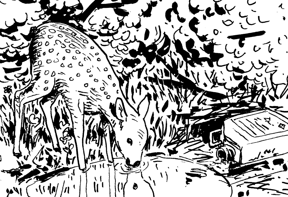 Rehkitz trinkt im Wald.