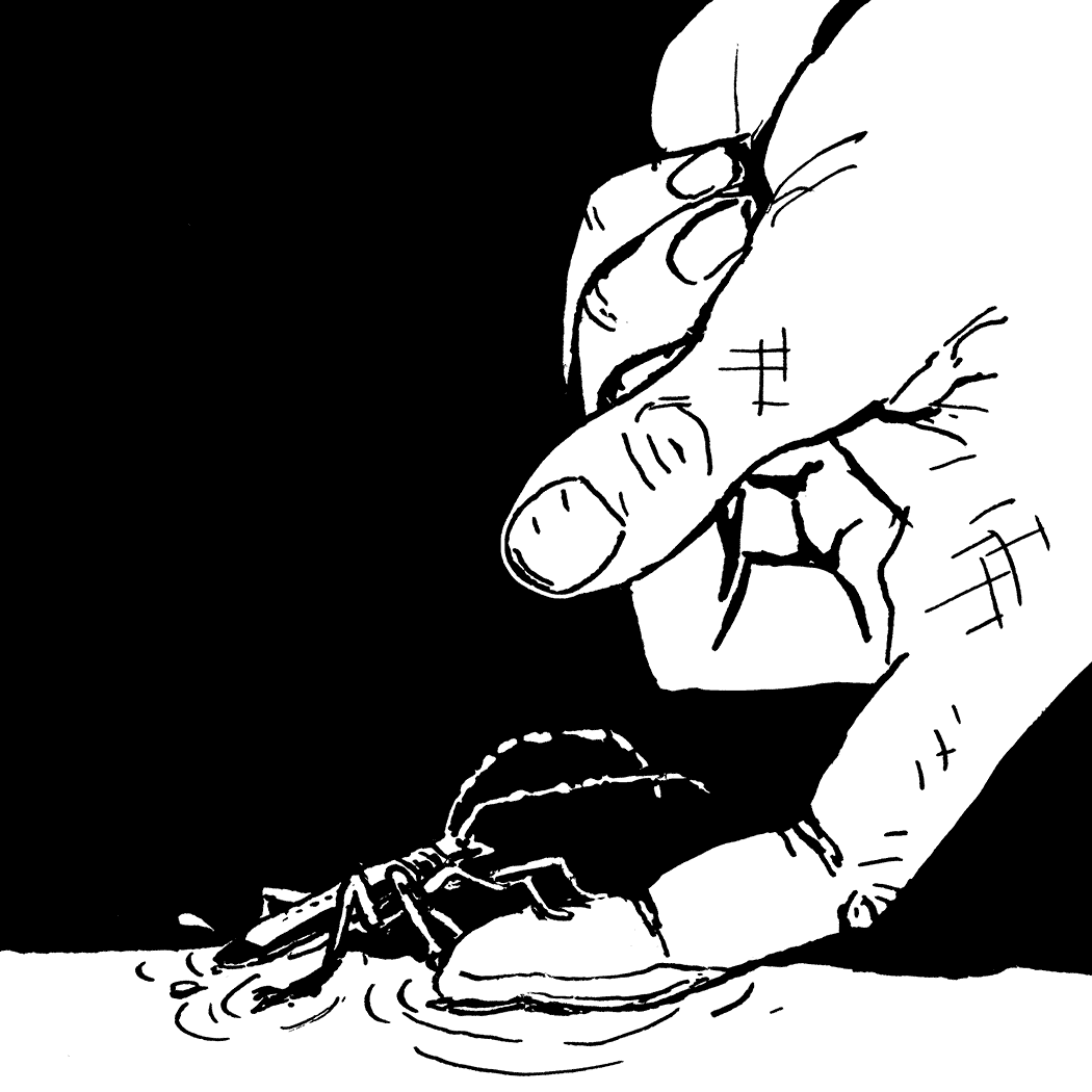 einen Käfer retten